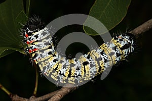 Mopane Worm (Gonimbrasia belina), a delicacy in southern Africa