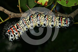 Mopane Worm (Gonimbrasia belina), a delicacy in southern Africa