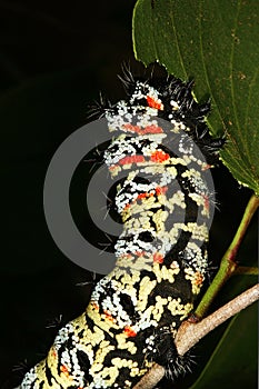 Mopane Worm (Gonimbrasia belina), a delicacy in southern Africa