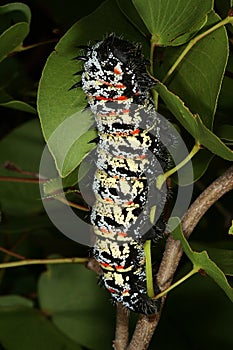 Mopane Worm (Gonimbrasia belina), a delicacy in southern Africa