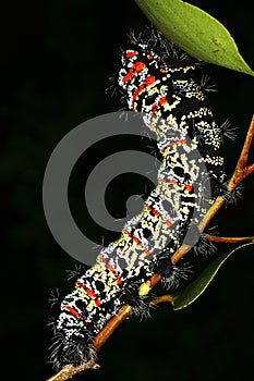 Mopane Worm (Gonimbrasia belina), a delicacy in southern Africa