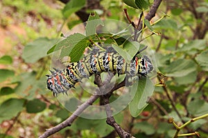 Mopane Worm (Gonimbrasia belina), a delicacy in southern Africa