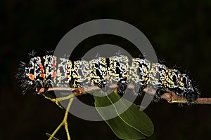 Mopane Worm (Gonimbrasia belina), a delicacy in southern Africa Tree (Colophospermum mopane)