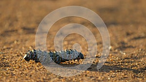 Mopane worms feed new leaves at dry season