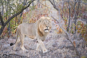 Mopaniveld Lion