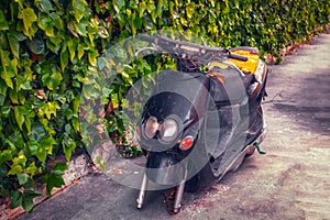 Moped abandoned against an ivy background