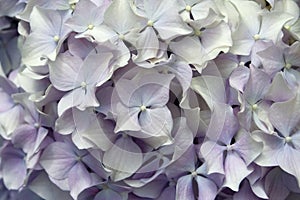 Mophead flower background