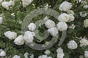 Mophead Hydrangea Background