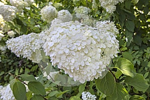 Mophead Hydrangea, Closeup photo