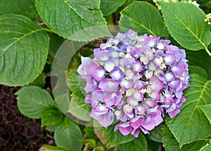 Mophead Hydrangea `Enziandom`