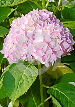 Mophead Hydrangea flower photo