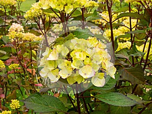 Mophead hydrangea flower Prezoisa photo