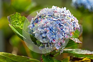 Mophead Hydrangea growing in the field