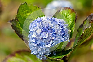 Mophead Hydrangea growing in the field photo