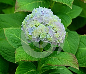 Mophead Hydrangea - Hydrangea macrophylla flower with soft background