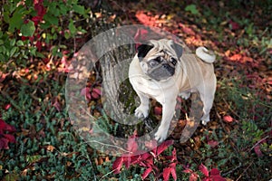 Mops in autumn forest