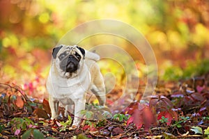 Mops portrait in fall leaves