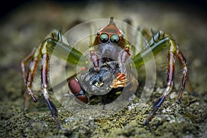 Mopsus mormon jumping spider with prey