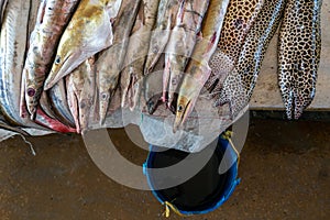 Moraenas on the table in Dar Es Salaam. Morey eel on slab at fish market, Tanzania