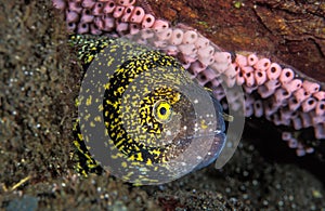 A moral eel protecting her rocky home