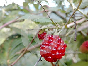 Moras frutas