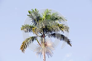 Morass Cabbage Palm, Roystonea Princeps