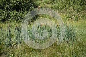 Morass with reed grass