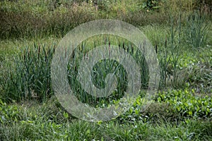 Morass with reed grass