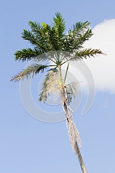 Morass Royal Palm, Roystonea Princeps