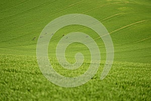 Moravia rolling hills with deers in the spring