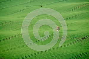 Moravian green fields and young tree. South Moravia Czech Republic.