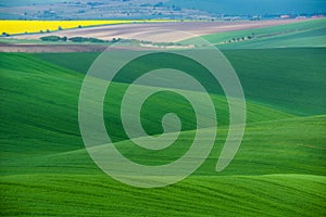 Moravian Green Rolling Landscape With Fields Of Wheat, And Small Village.Natural Seasonal Rural Landscape In Green Color.