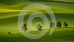 Moravian rolling hills in the summer time with meadow fields and old trees