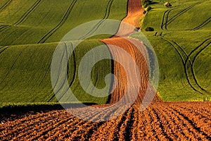 Moravian Tuscany, near Kyjov. Beautiful rolling landscape of green fields in the middle of a plowed strip of field leading across