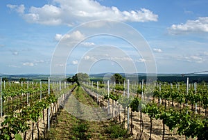 Moravian Vineyard in the Spring