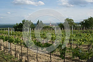 Moravian Wineyard in the Spring photo