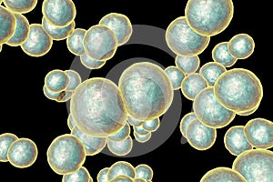 Moraxella catarrhalis bacteria