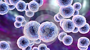 Moraxella catarrhalis bacteria, illustration. Gram-negative aerobic bacterium, diplococcus, causes infections of respiratory