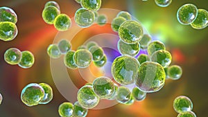 Moraxella catarrhalis bacteria, illustration. Gram-negative aerobic bacterium, diplococcus, causes infections of respiratory