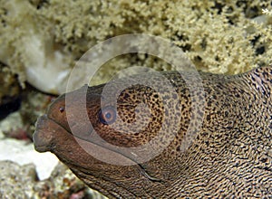 Moray