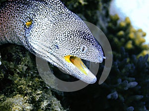 Moray eel photo