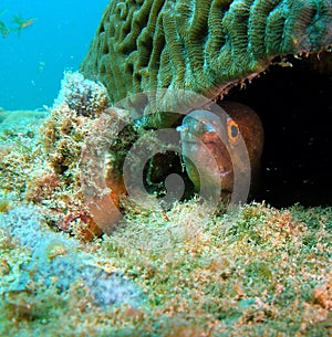 Moray Eel