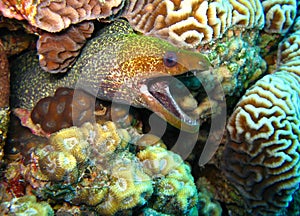 Moray eel photo