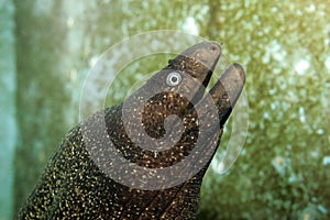 Moray eel