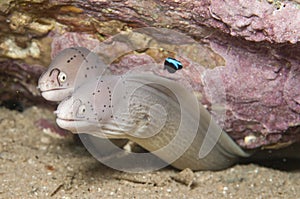 Moray Eel