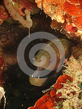 Moray Eel