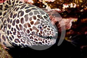 Moray Eel