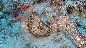 Moray Eel