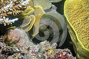 Moray Eel