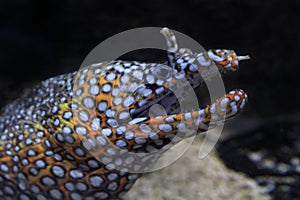 Moray eel